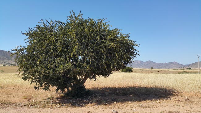 Árbol de Argan