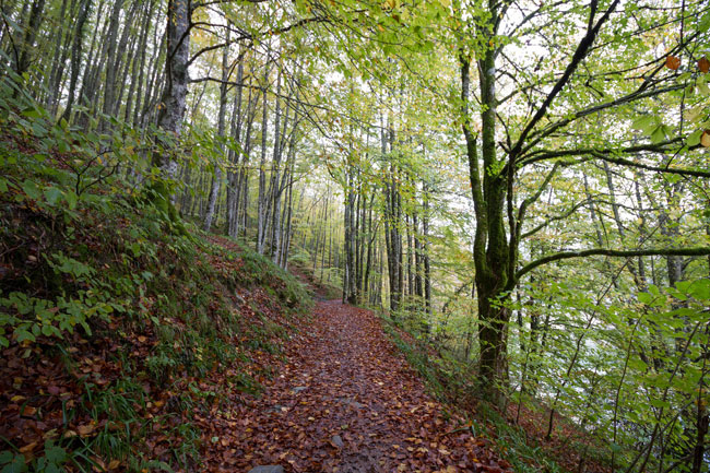 Selva de Irati, Navarra, España