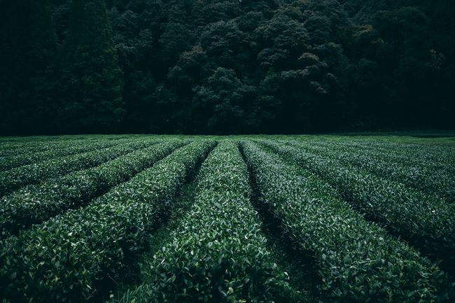 Campos de té