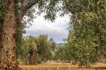 En Andalucía hay grandes extensiones dedicadas al cultivo de olivos En Andalucía hay grandes extensiones dedicadas al cultivo de olivos