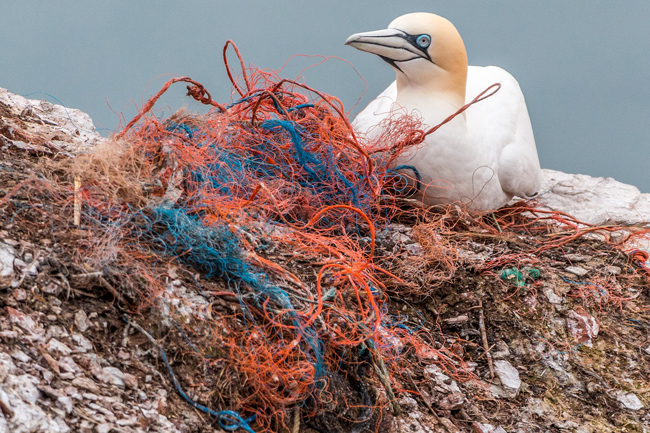 Cada año mueren 1 millón de aves marinas por los efectos del plástico