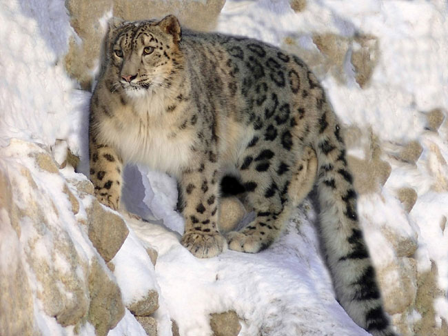 Leopardo de las nieves adulto, en su hábitat