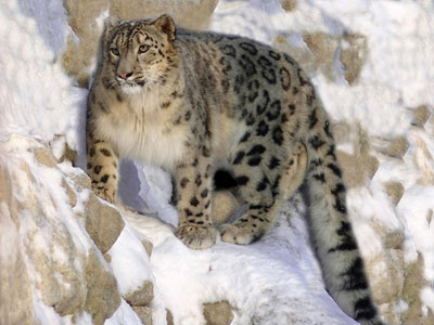 Leopardo de las nieves adulto, en su hábitat Leopardo de las nieves adulto, en su hábitat