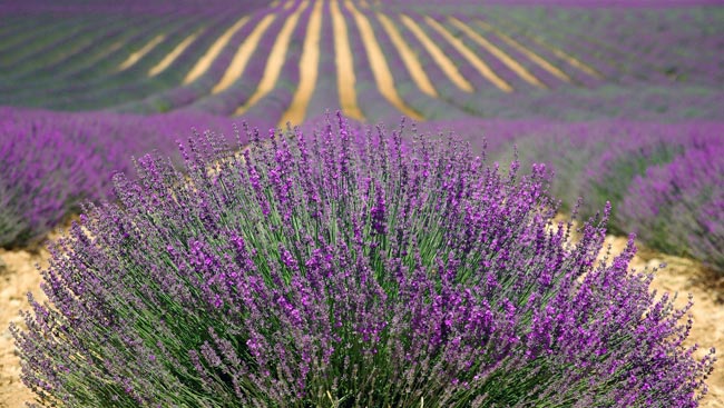 Campos de lavanda