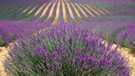 Campos de lavanda Campos de lavanda
