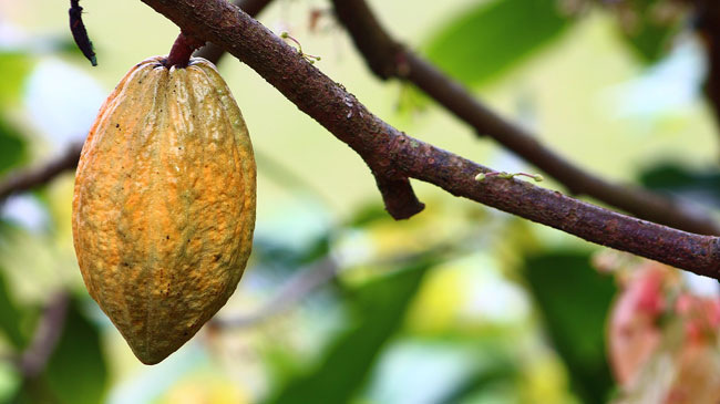 Semilla de chocolate