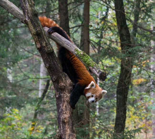 El panda rojo pasa la mayor parte del tiempo en los árboles