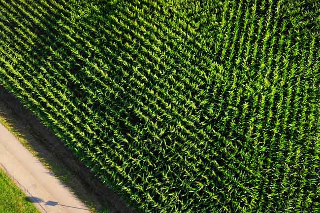 Vista aérea de un monocultivo de maíz