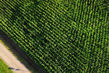 Vista aérea de un monocultivo de maíz Vista aérea de un monocultivo de maíz