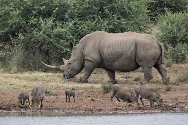 Gran ejemplar de rinoceronte pastando