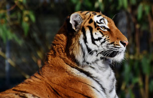 Día Internacional del Tigre: siguen en peligro, firma para su conservación Día Internacional del Tigre: siguen en peligro, firma para su conservación