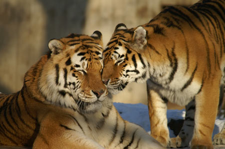 La población de tigres ha aumentado pero sigue en peligro La población de tigres ha aumentado pero sigue en peligro