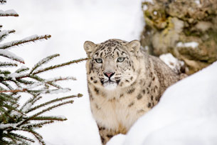 La ONU hace oficial el Día Internacional del Leopardo de las Nieves en una resolución de diciembre de 2024 La ONU hace oficial el Día Internacional del Leopardo de las Nieves en una resolución de diciembre de 2024