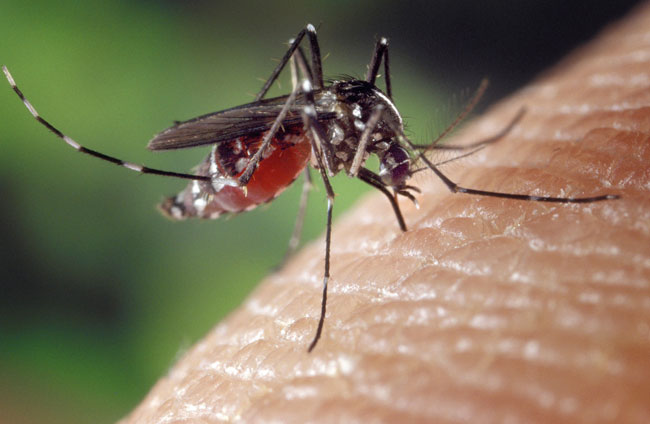 Las picaduras de los mosquitos pueden trasmitir enfermedades