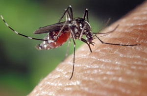 Las picaduras de los mosquitos pueden trasmitir enfermedades Las picaduras de los mosquitos pueden trasmitir enfermedades